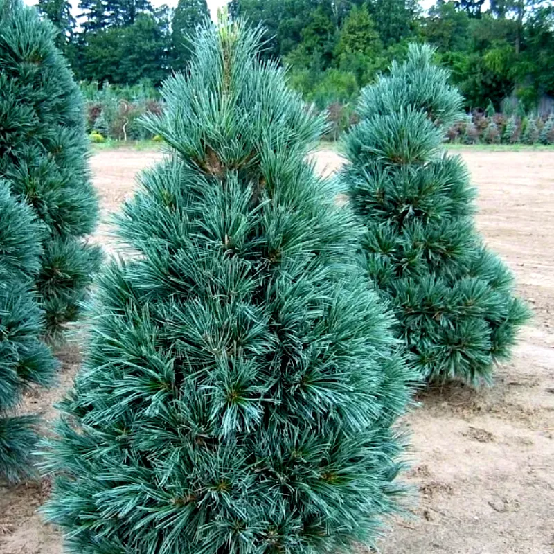 ВАНДЕРВУЛЬФ (сосна гибкая)1 литр