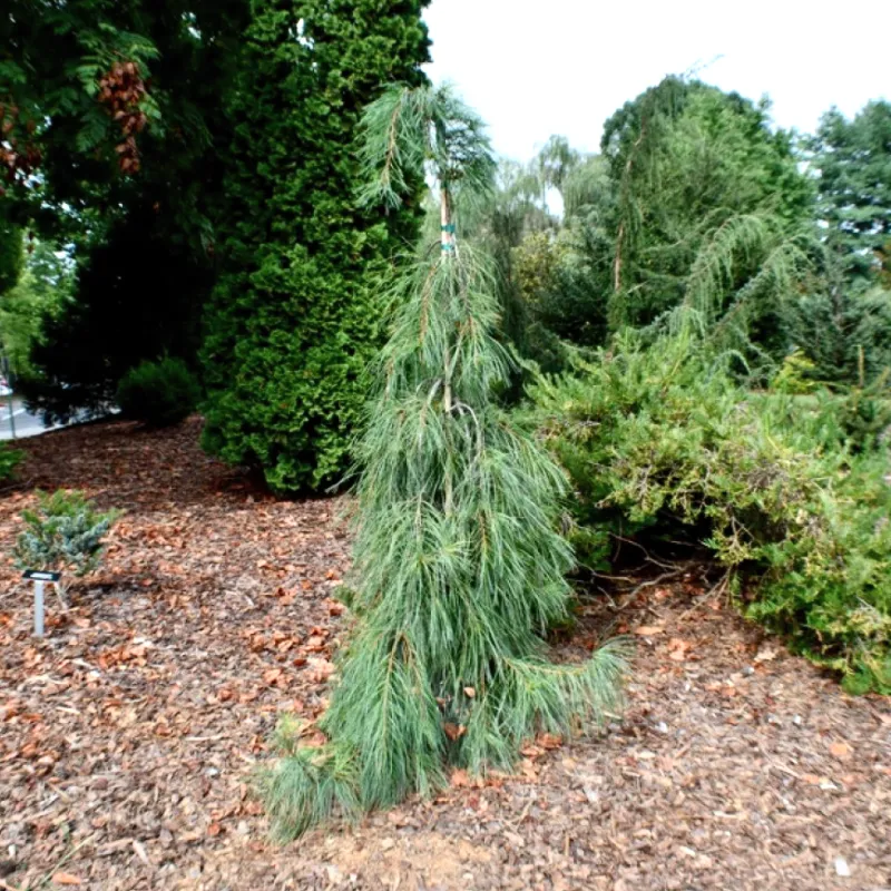 ЭНДЖЕЛ ФОЛЛС (сосна веймутова)1 литр