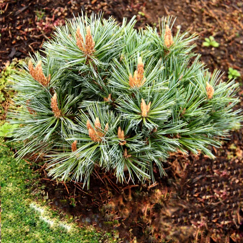 ЛИЛ ВУЛЬФ (сосна гибкая)1 литр