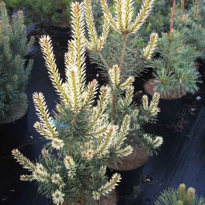 ОДЕГАРД (сосна обыкновенная)1 литр