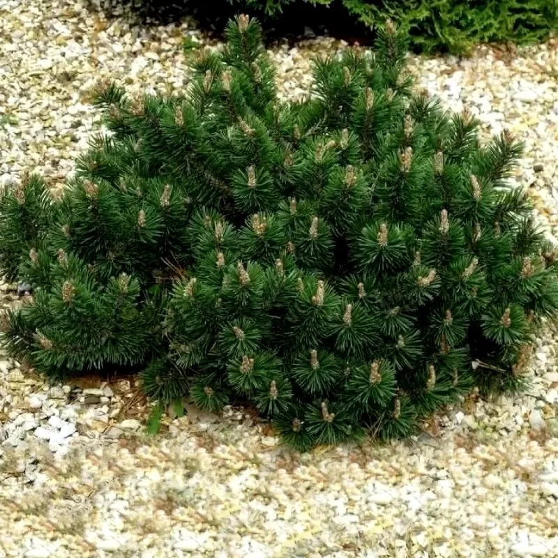 ХАМПИ (Humpy сосна горная)1 литр