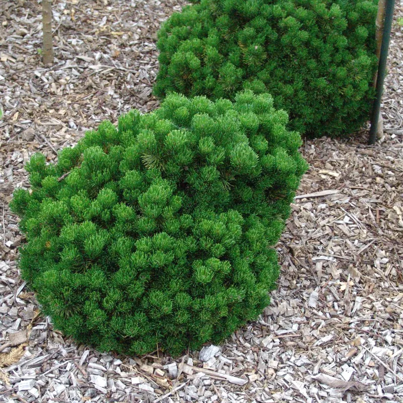 ПИКОБЕЛЛО (сосна горная)1 литр