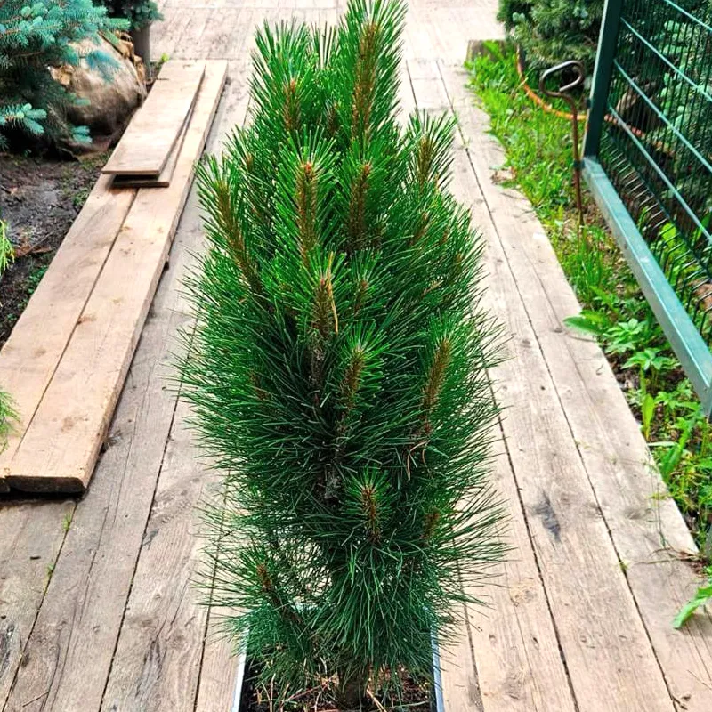 ГРИН ТАУЭР (сосна чёрная)1 литр