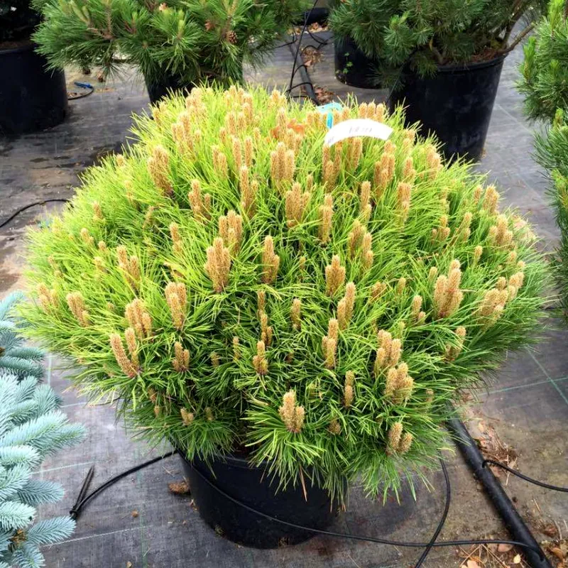 МАРИ БЕРЕГОН (сосна черная)1 литр