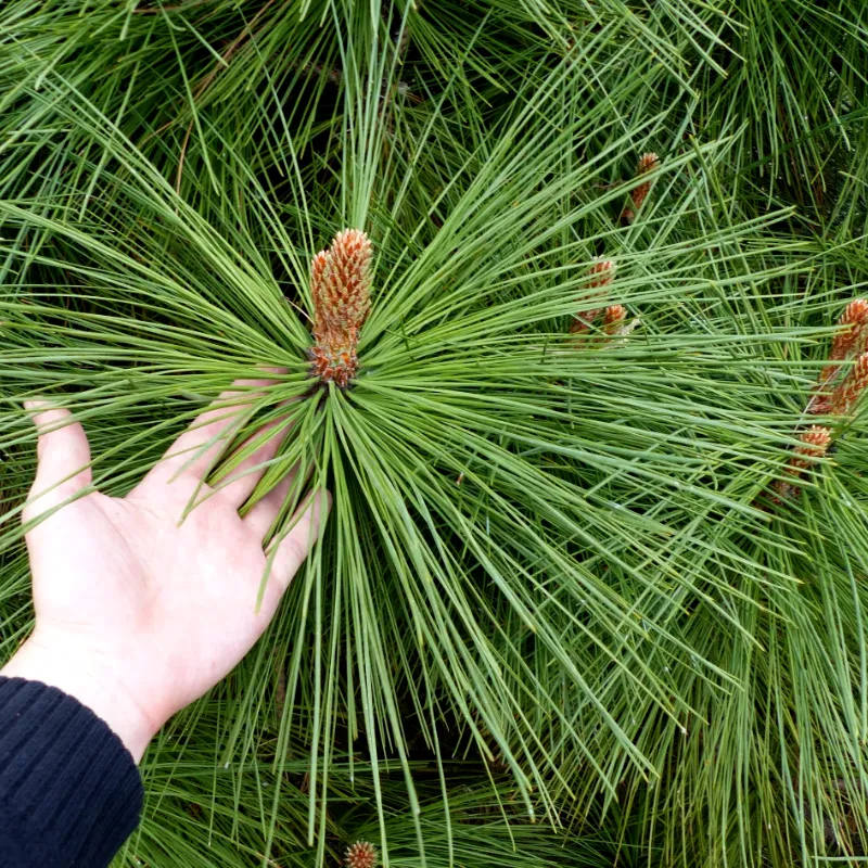 ЙОППИ (сосна Жефферея)1 литр