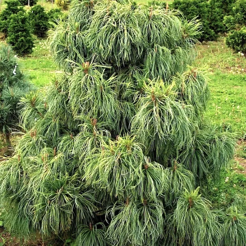 ДРАГОН АЙ (сосна корейская)1 литр