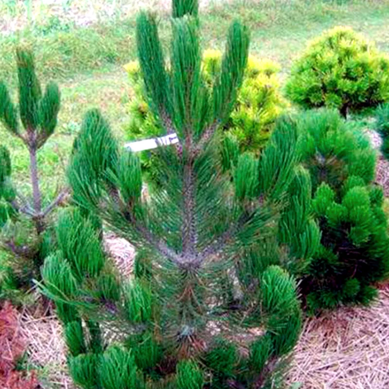 САТЕЛЛИТ (сосна белокорая)1 литр