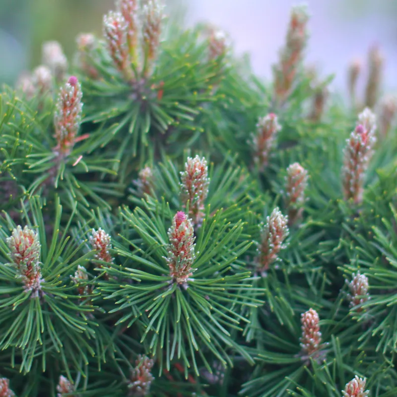 ПАРАДЕКИССЕН (сосна унцината)1 литр