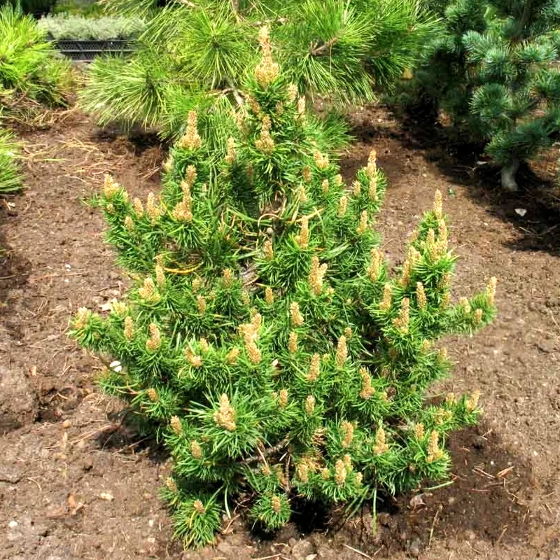 СТАВНИЦА (сосна Банкса)1 литр