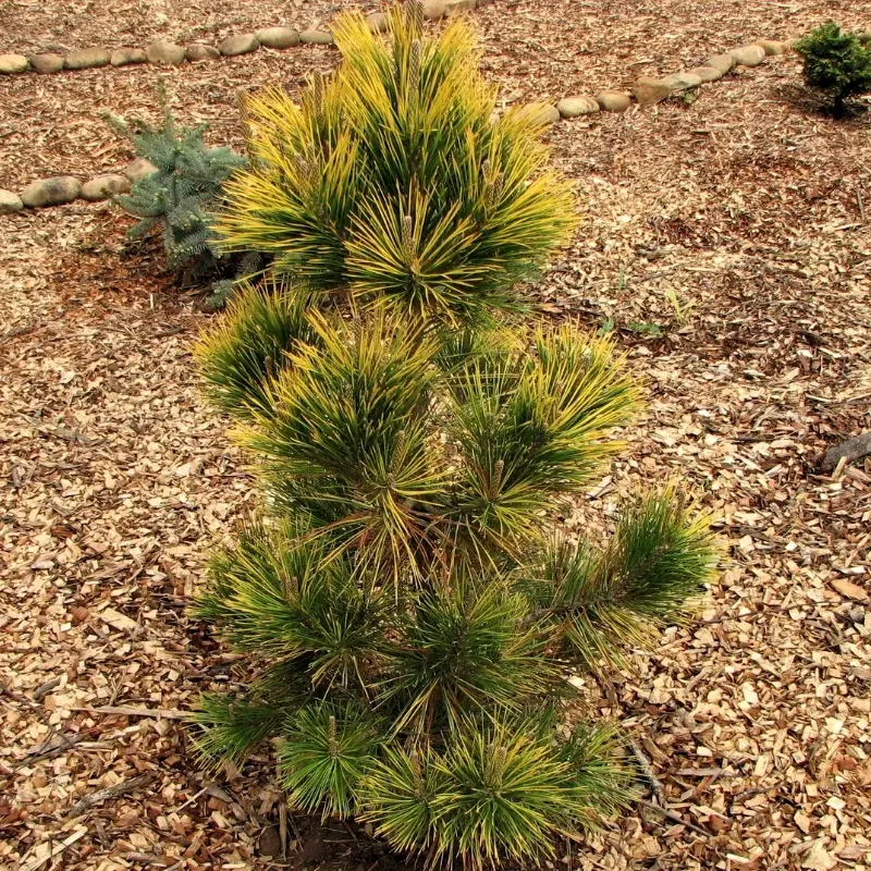 ОГОНЬ (сосна Тумберга)1 литр