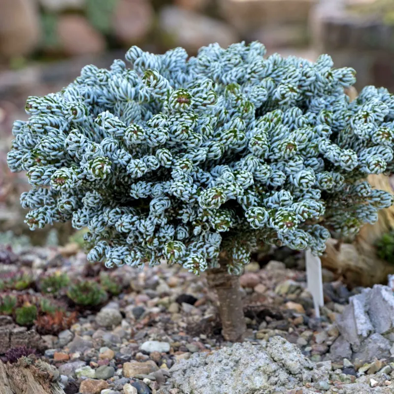 АЙСБРЕКЕР (пихта корейская)1 литр