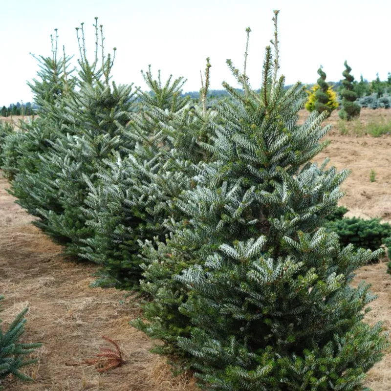 СИЛЬБЕРЛОК (пихта корейская)1 литр