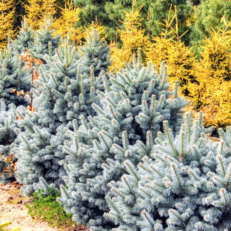 КОМПАКТА (пихта шершавоплодная)1 литр