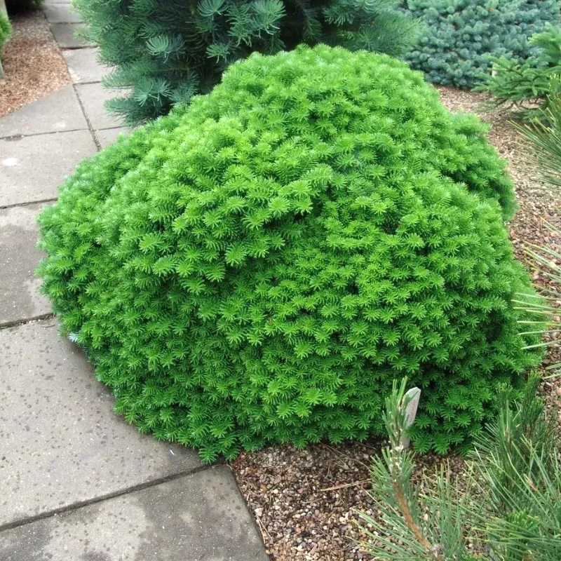 БРИЛЛИАНТ (пихта корейская)1 литр