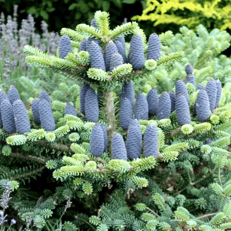 БЛЮ ЭМПЕРОР (пихта корейская)1 литр