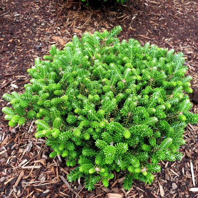 ОБЕРОН (пихта корейская)1 литр