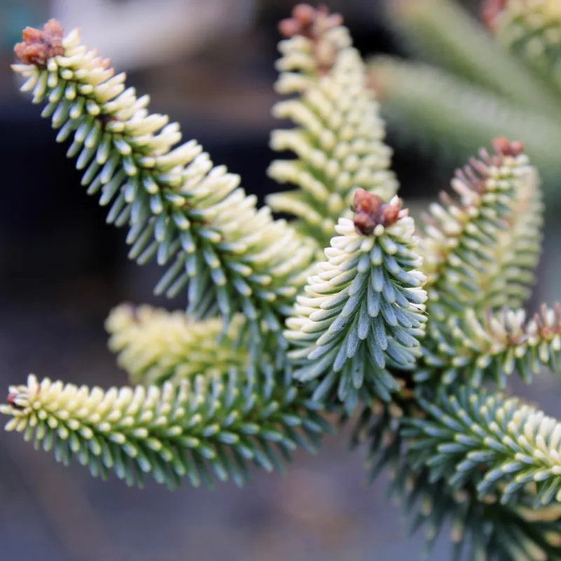 АУРЕЯ (пихта испанская)1 литр