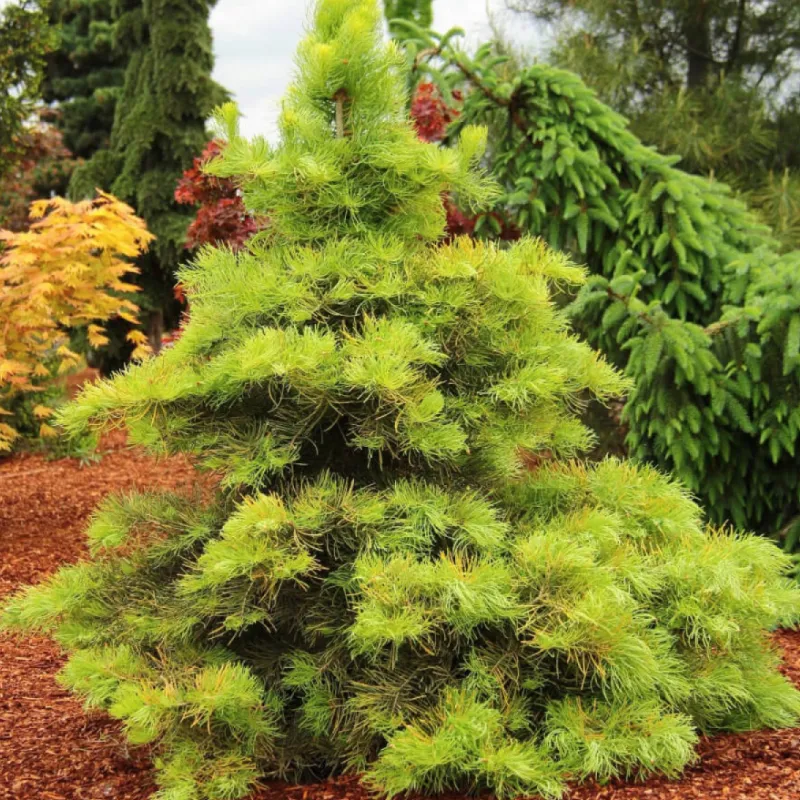 ВИНТЕРГОЛД (пихта одноцветная)1 литр