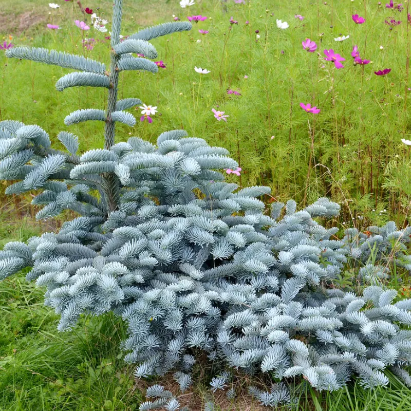 ГЛАУКА (пихта серебристая)1 литр