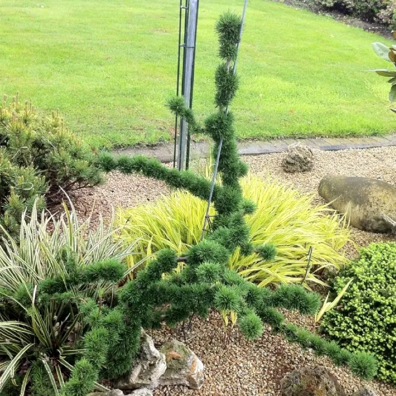 КРЕЙЧИ (лиственница)1 литр