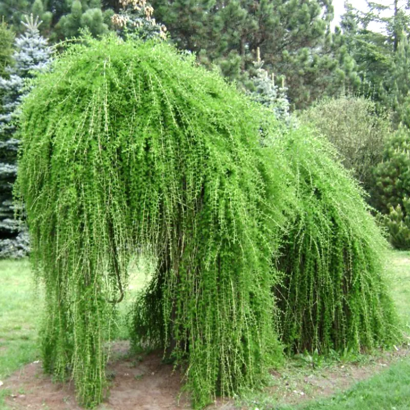 ПЕНДУЛА (лиственница)1 литр