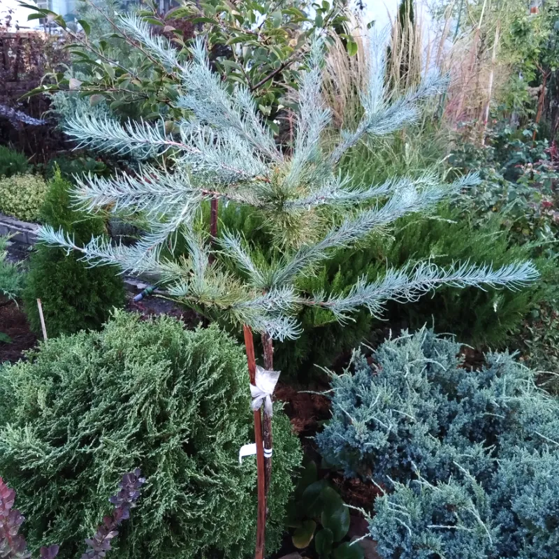 БЛЮ РЭББИТ (лиственница)1 литр