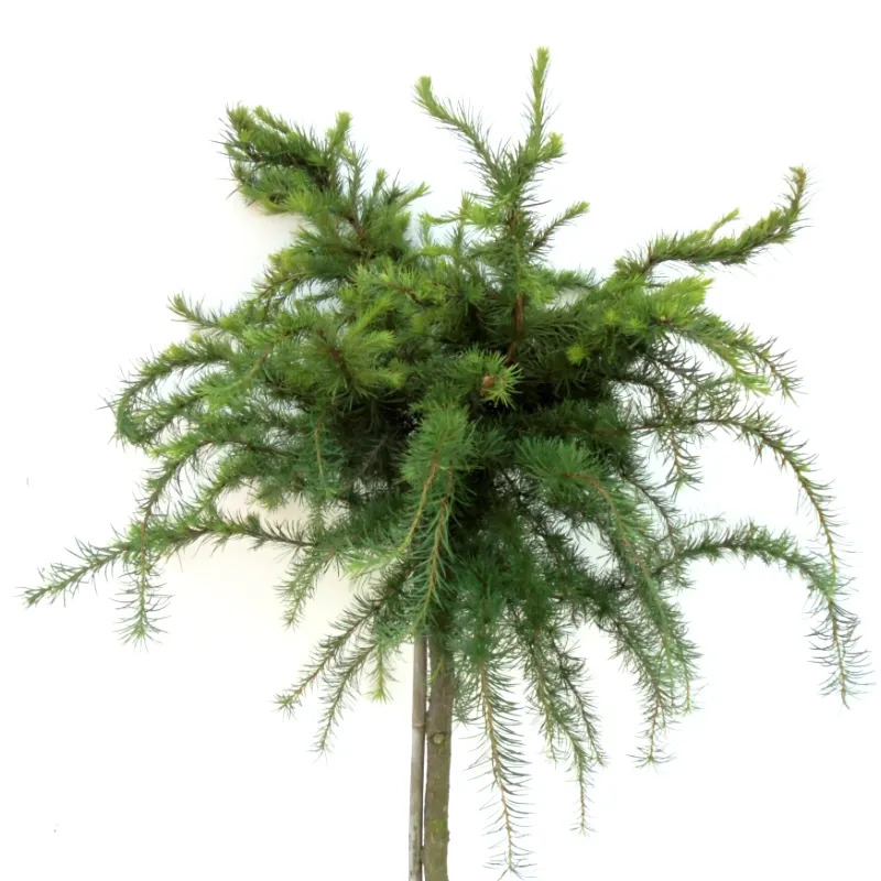 ДИАНА (лиственница японская)1 литр