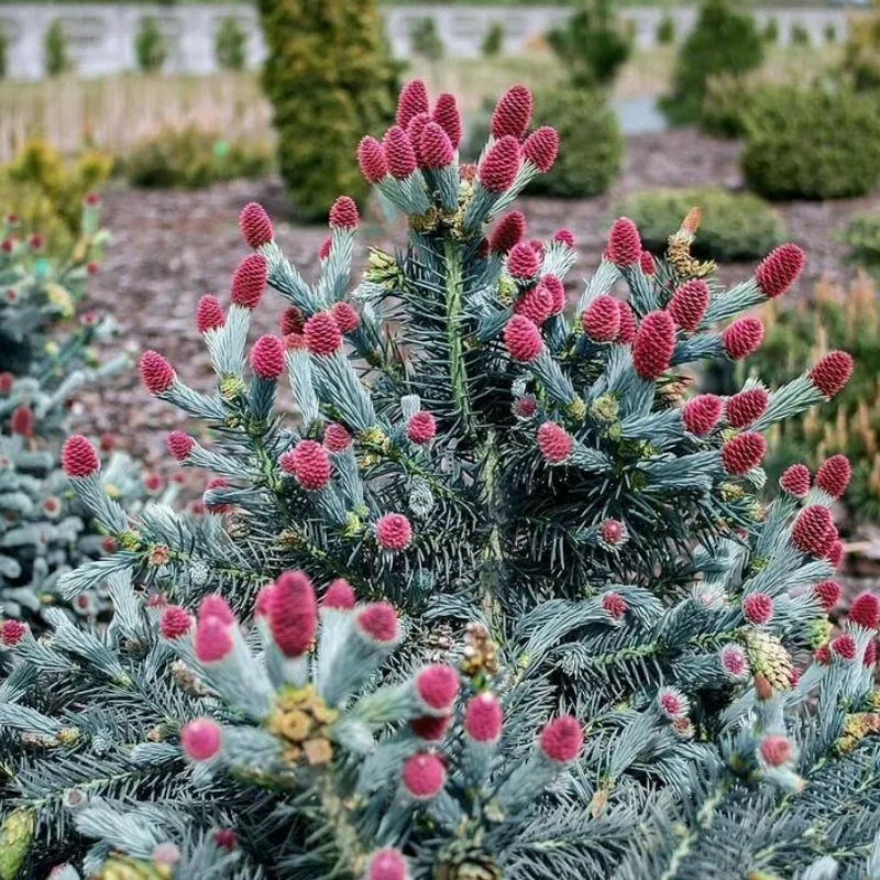 ГЕРМАН НАУ (ель колючая)1 литр