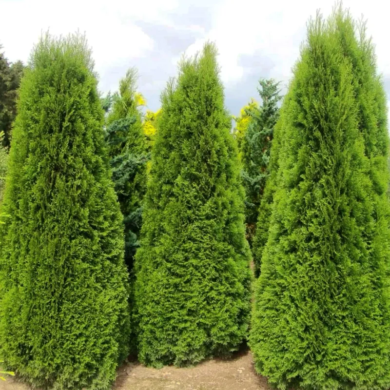 СМАРАГД (туя западная)1 литр