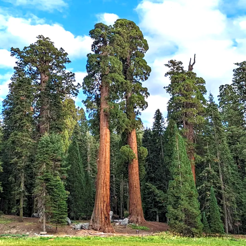 СЕКВОЙЯДЕНДРОН ГИГАНТСКИЙ1 литр