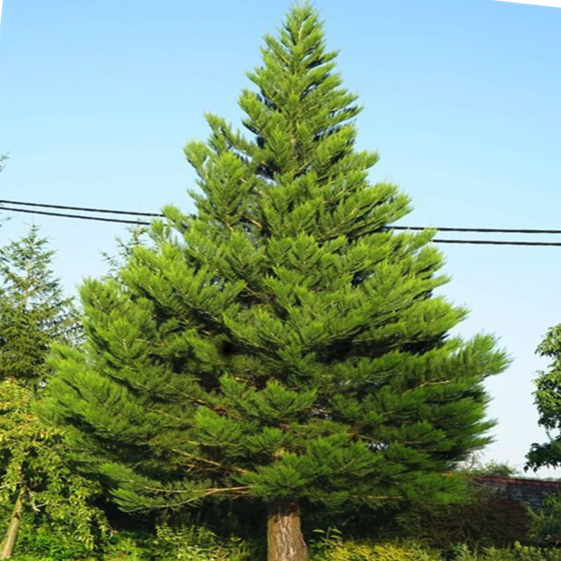 ГРИНПИС (секвойядендрон) 1 литр