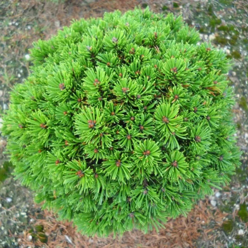 МИНИКИН ( Minikin сосна горная) 1 литр