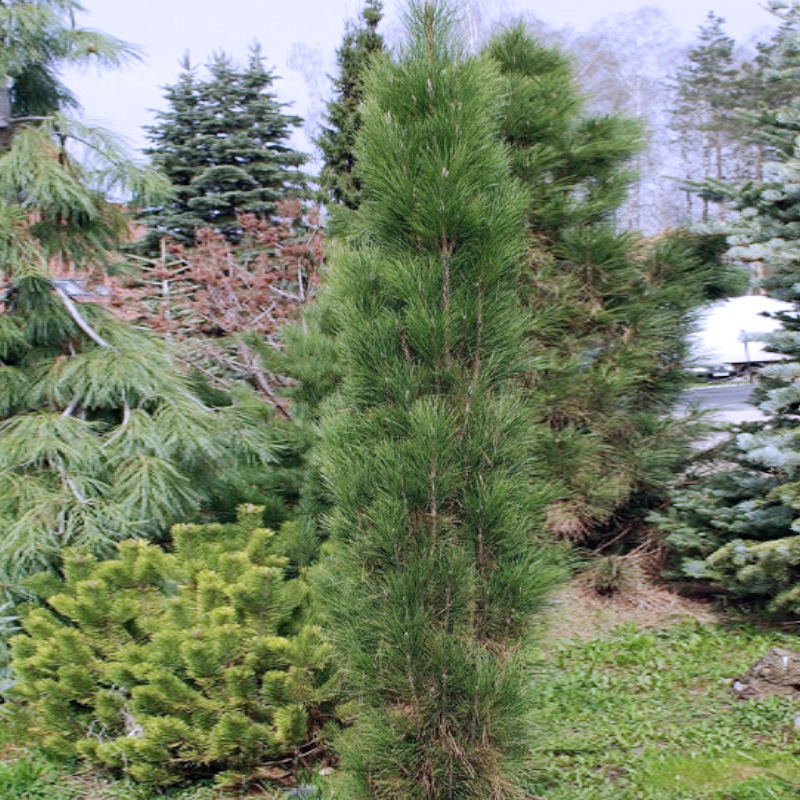 ЗИММЕР (сосна чёрная)1 литр