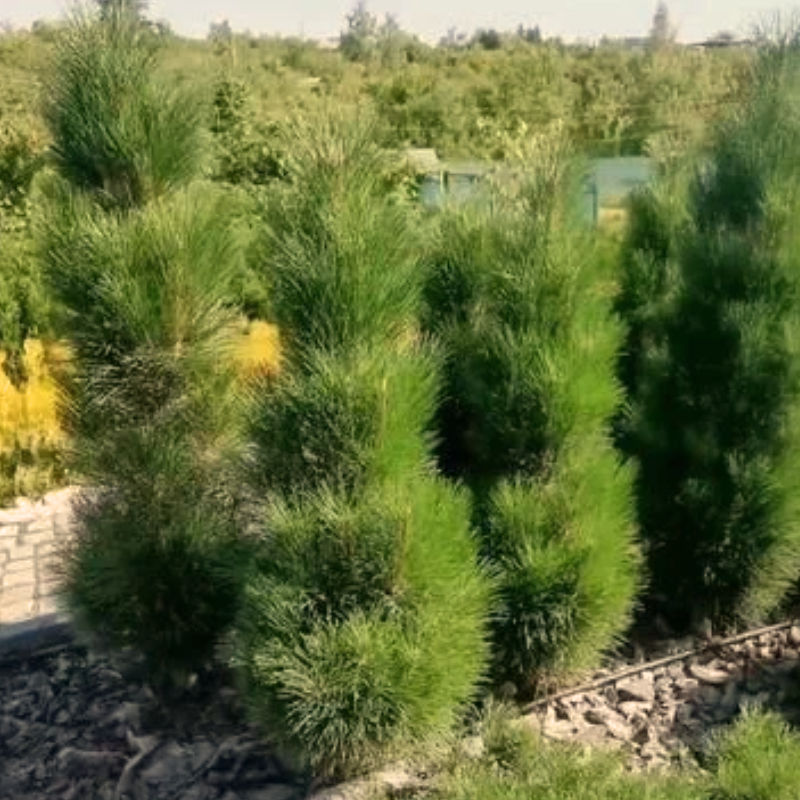 ЗИММЕР 2 (сосна черная)1 литр