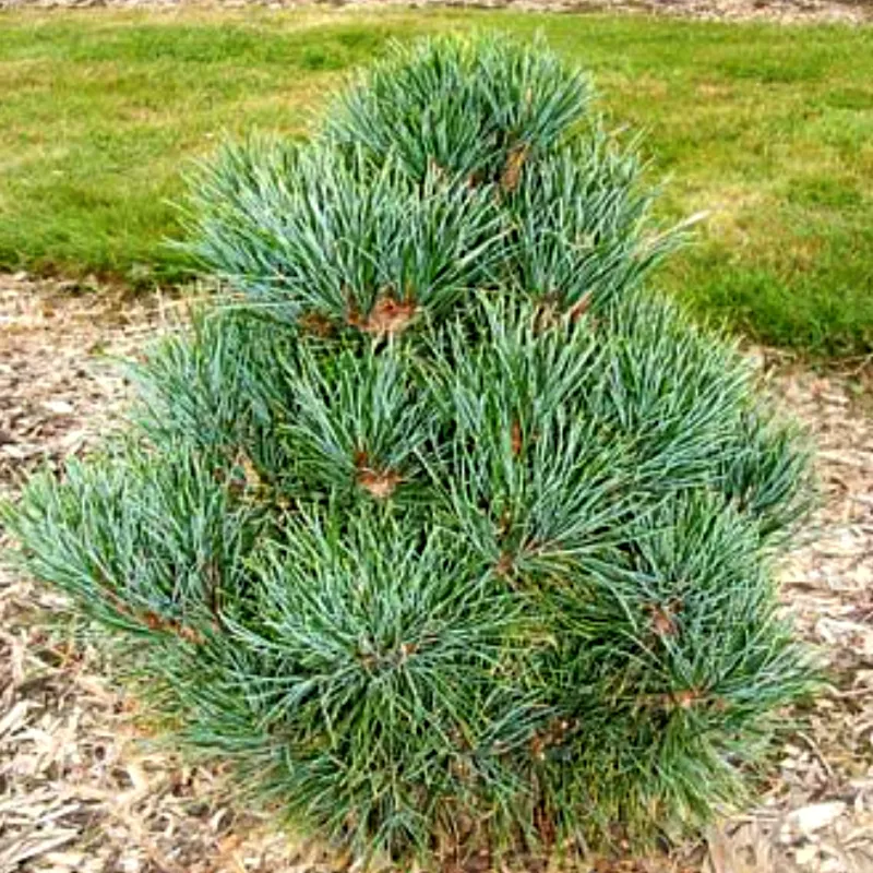 Арнольд Дварф (Сосна румелийская)1 литр