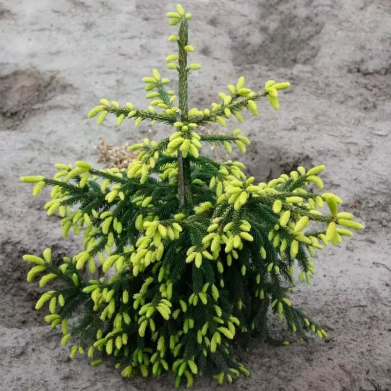 АУРЕОСПИКАТА (ель восточная)1 литр