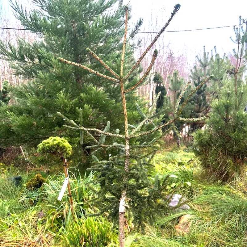 ПЕНДУЛА (ель восточная)1 литр