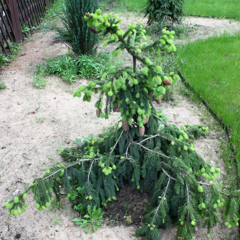 АКРОКОНА (ель обыкновенная)1 литр