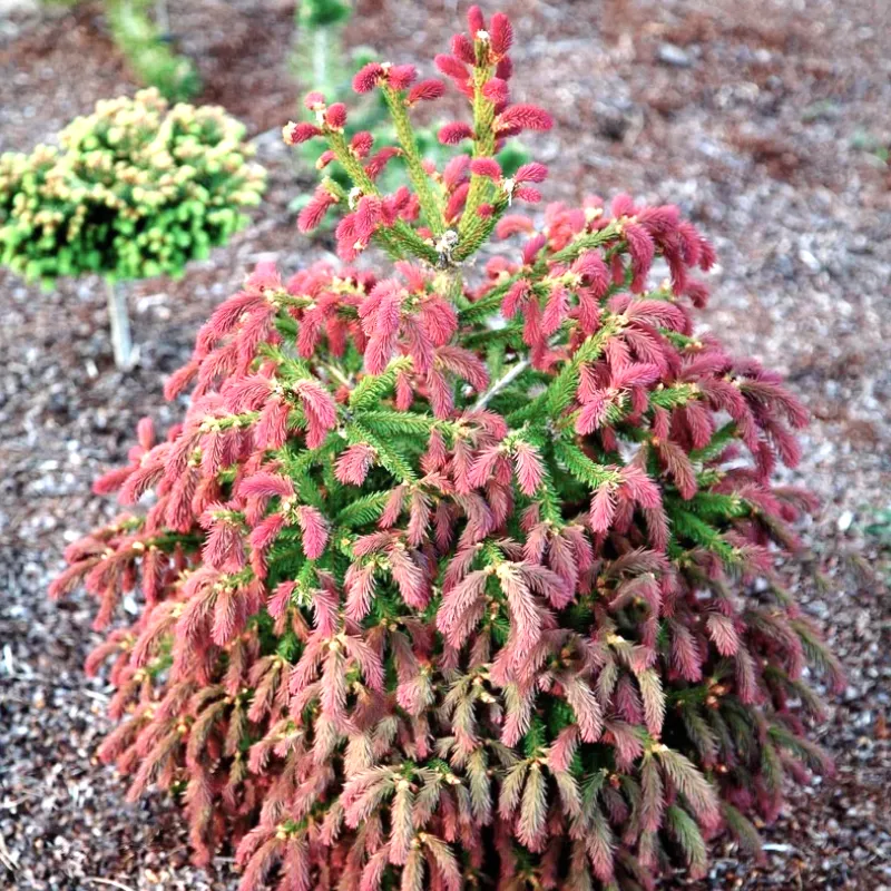 РЫДАЛ (ель обыкновенная)1 литр