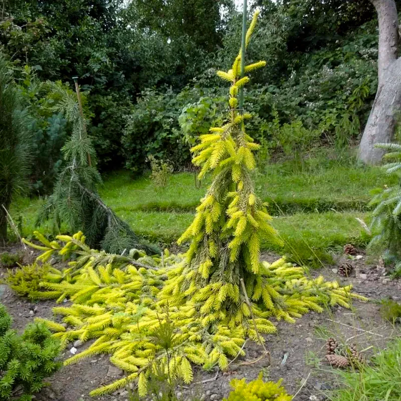 ГОЛД ДРИФТ (ель обыкновенная)1 литр