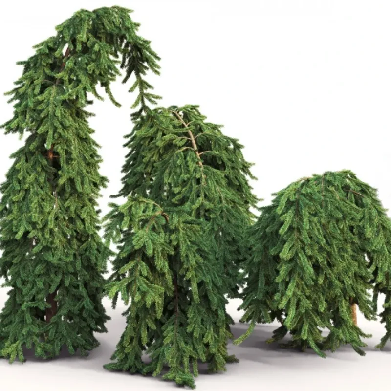 ИНВЕРСА (ель обыкновенная)1 литр