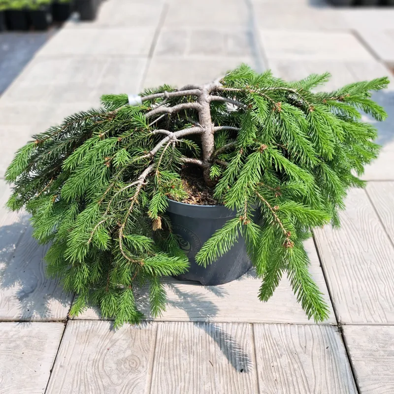 ФОРМАНЕК (ель обыкновенная)1 литр