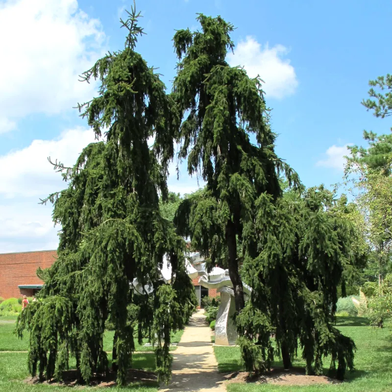 ПЕНДУЛА МАЙОР ель обыкновенная1 литр
