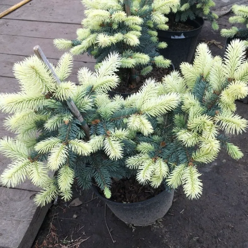 БЕЛОБОК (ель колючая)1 литр