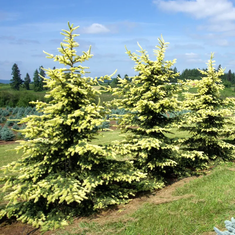 МАЙГОЛД (ель колючая)1 литр