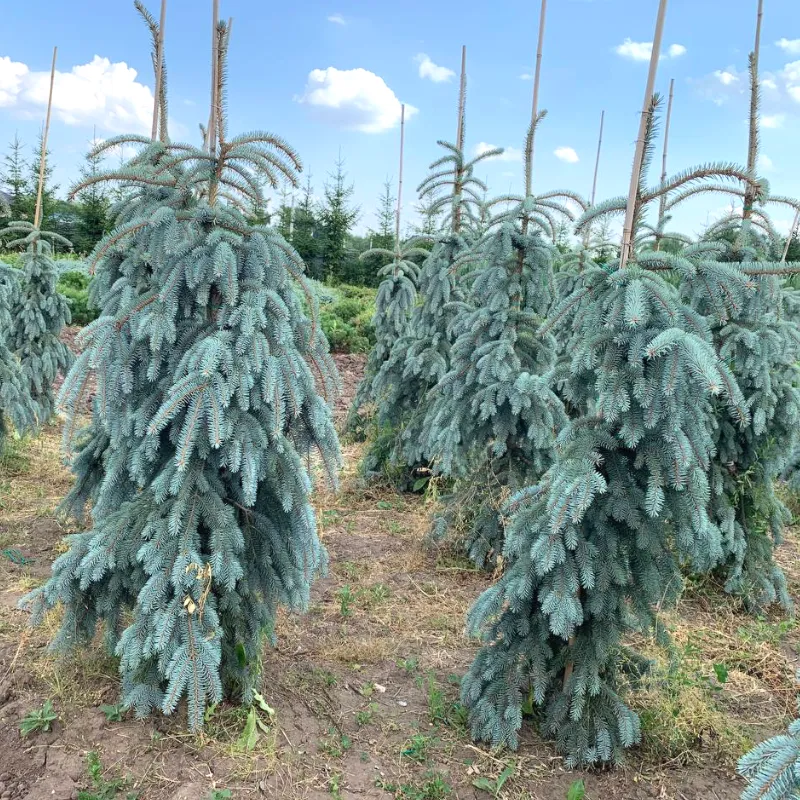 ЗЭ БЛЮЗ (ель колючая)1 литр