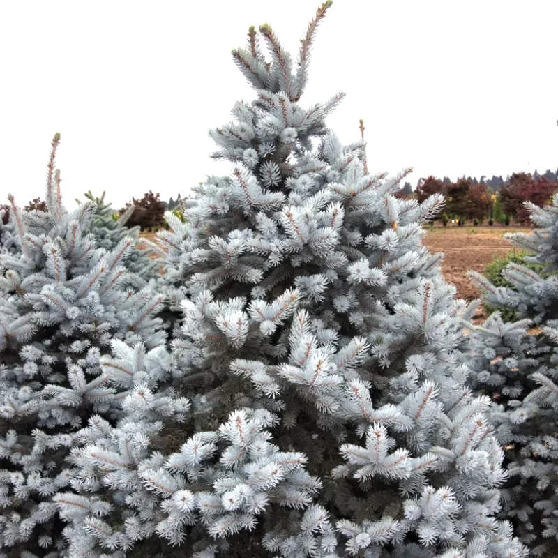 ХУПСИ (ель колючая)1 литр