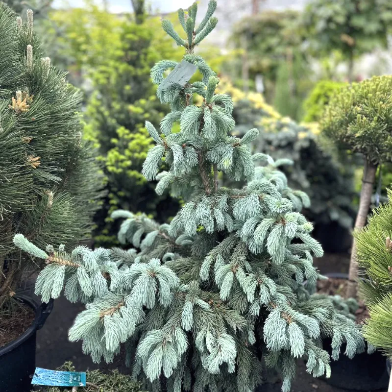 ГЛАУКА (ель Энгельмана)1 литр