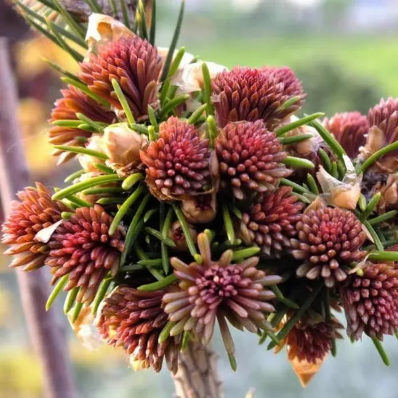 СПРИНГ ФАЕР (ель обыкновенная)1 литр