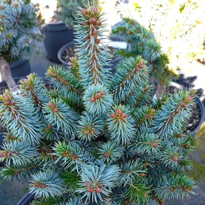 МИДЖЕТ (ель ситхинская)1 литр